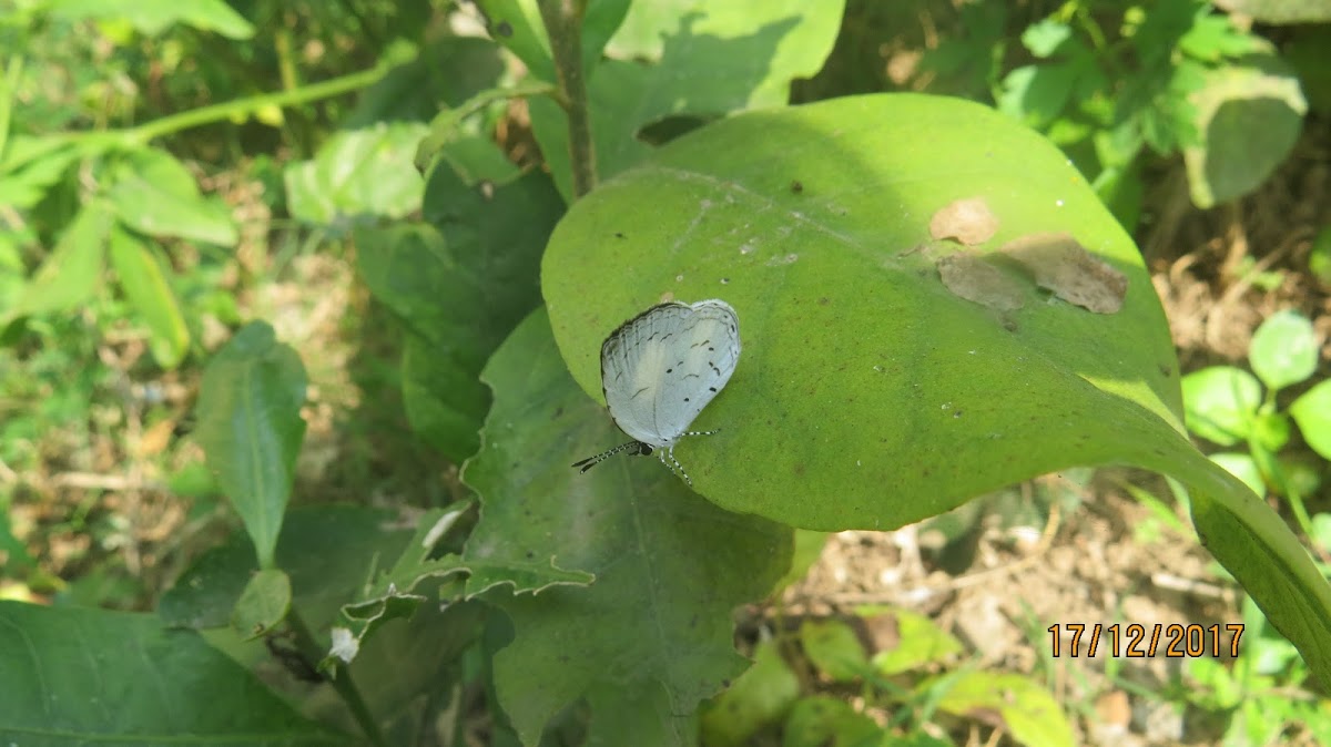 Quaker Butterfly