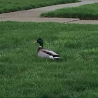 Mallard duck