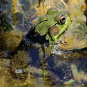 Green Frog