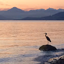 Great blue heron