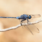 Libélula (Long skimmer)