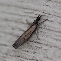 Changeable Grass-veneer Moth