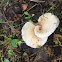 Oyster Mushroom