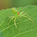 Lyssomanes Jumping Spider (female)