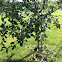 Apple tree