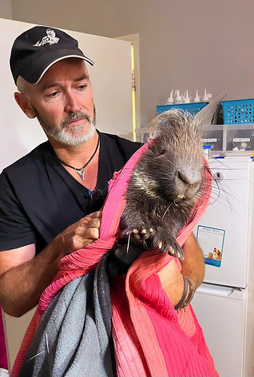 Brendan Murray with a porcupine rescued a week ago.