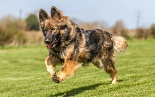 Dog Running on the Grass screenshot 1