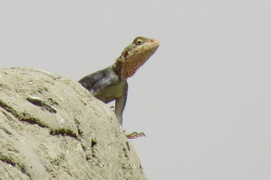 Red-headed rock Agama