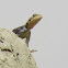 Red-headed rock Agama