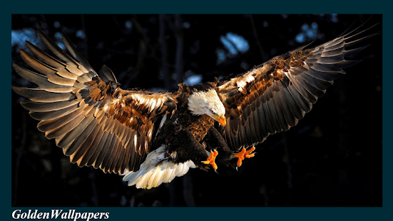 Eagle Wallpaper Android Apps On Google Play