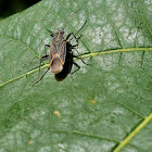 Boxelder Bug