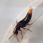 Rove beetle