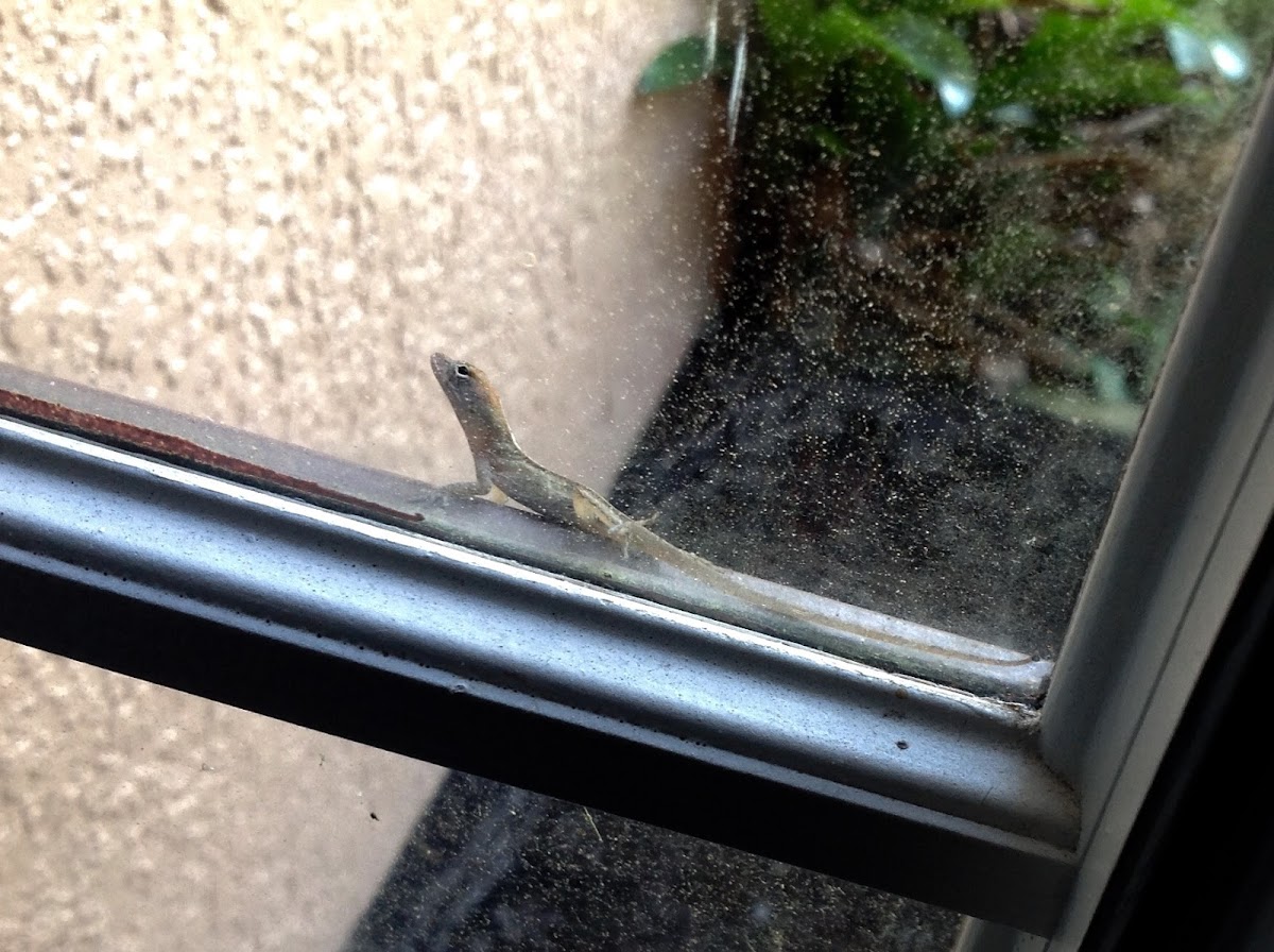 Brown Anole ( Reptile )