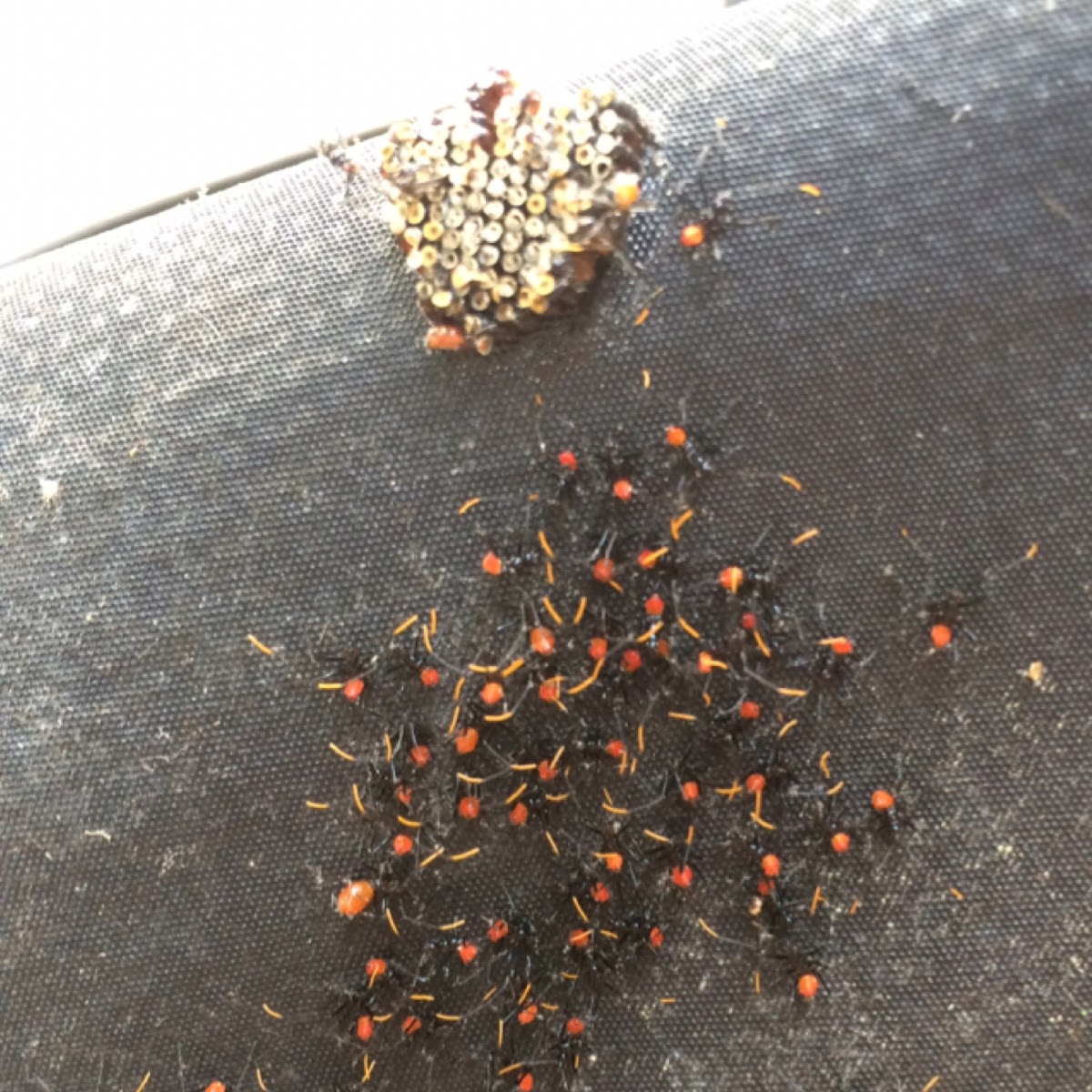 Wheel Bug nymphs