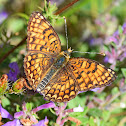 Knapweed Fritillary