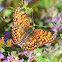 Knapweed Fritillary