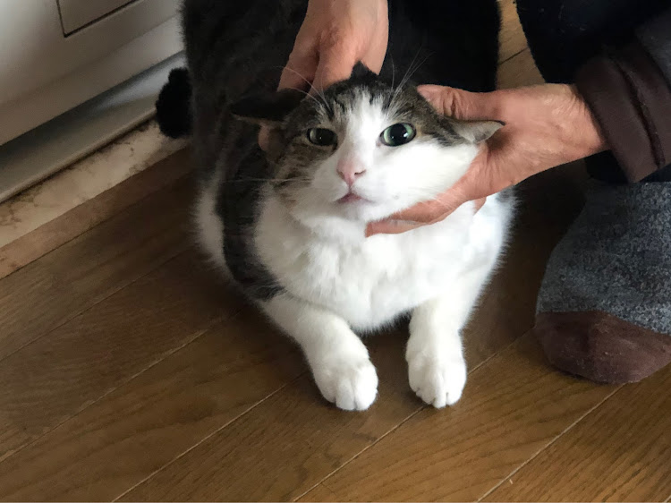アテンザの今年度の走り納め・来年もよろしくお願いします・えいとん・猫の名前はネコです・夏用ホイール買っちゃった！に関するカスタム事例の投稿画像4枚目
