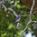 Eastern bluebird