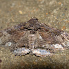 Zale moth