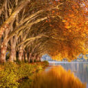 Row of trees along the lake