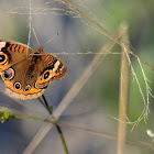 Common Buckeye