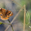 Common Buckeye