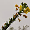 Common Evening Primrose