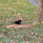 Red-winged blackbird