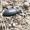 Stink Beetle