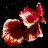 BETTA 120HZ icon