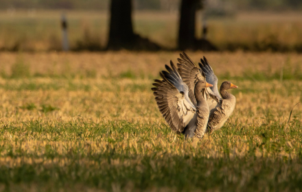 A pair of birds spread their wings small promo image