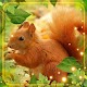Download Squirrel Cute Live Wallpaper For PC Windows and Mac 1.0