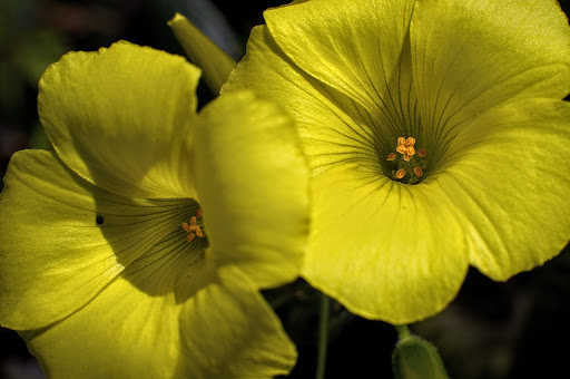 Oxalis pes-caprae