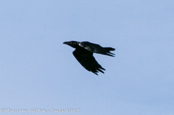 Carrion Crow or Raven