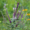 Leadplant (Prairie Shoestring)