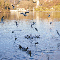 tutti in volo di 