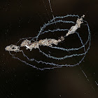 Trashline Orb-weaver Spider