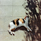 Item logo image for Calico Cat