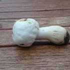 The Horse Mushroom/Gewone anijschampignon