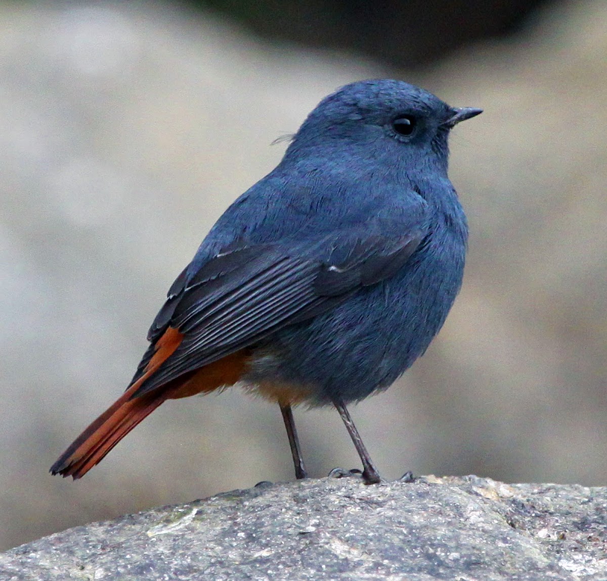 Plumbeous Water Redstart (Male)