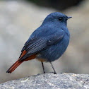 Plumbeous Water Redstart (Male)