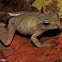 Spring Peeper