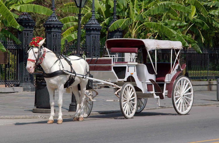 Visit historic Jackson Square in New Orleans for a chance to ride on a vintage horse-drawn carriage.