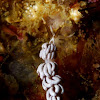 Nudibranch