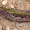 Rare Pink Grasshopper