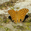 Silver-washed Fritillary ♀