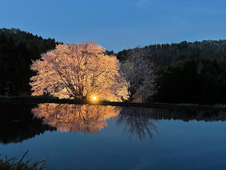 RAV4の遠入川橋・天王桜・夜桜・MXAA54に関するカスタム事例の投稿画像5枚目
