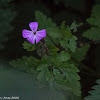 Herb Robert