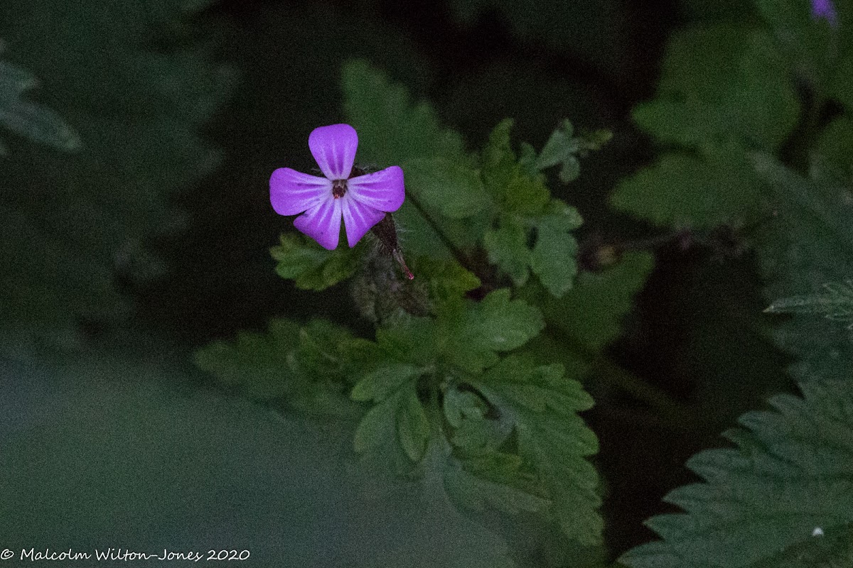 Herb Robert