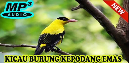 Kicau Kepodang Emas Juara Mp3 Apk App Unduh Gratis Untuk Android